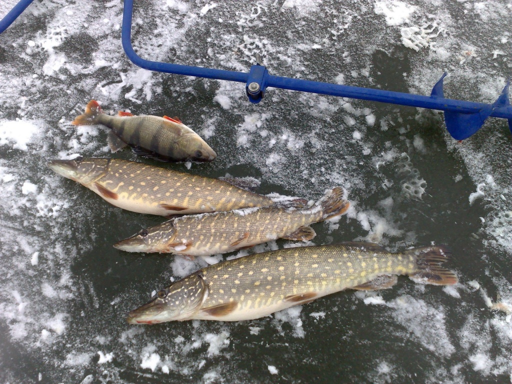 Ловля окуня на незнакомом водоеме зимой 00006.JPG